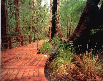 click here - be surprised by the SIZE of our trees