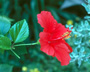 Still Life and Nature Photographs