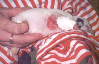 pup2sm.jpg (17759 bytes)