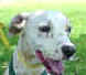 sarabi