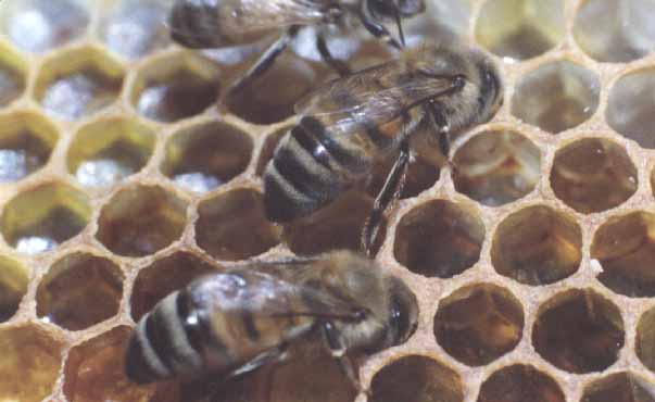 Wild Mountain honey