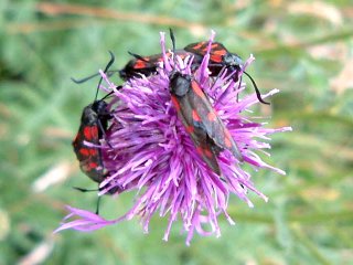 Burnet Moths on Knapweed