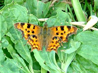 Comma