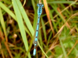 Common Blue Damselfly