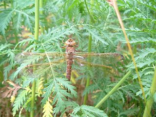 Brown Hawker