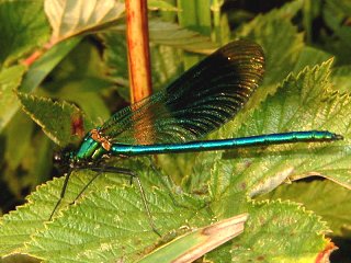 Male Banded Demoiselle