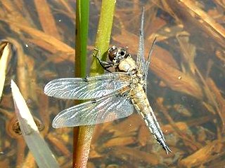 Four Spotted Chaser