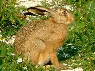 Wildlife at lower river valley