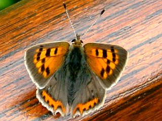 The Small Copper