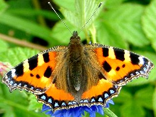 The Tortoishell Butterfly