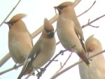 Waxwings
