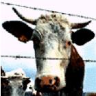 vaca nomal
