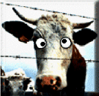 vaca louca