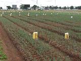 Cultivo de ceboll�n