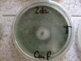 Enfrentamiento in vitro de Trichoderma vs. Dothiorella