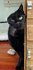 Vincent recently homed via the website
