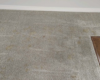 Dirty Carpet 1