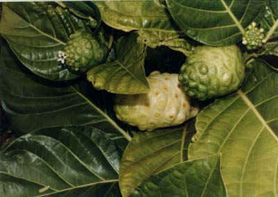Maui Noni: dehydrated Morinda citrofolia, powdered, in convenient capsules, harvested  and PROCESSED on  the Island of Maui Hawaii