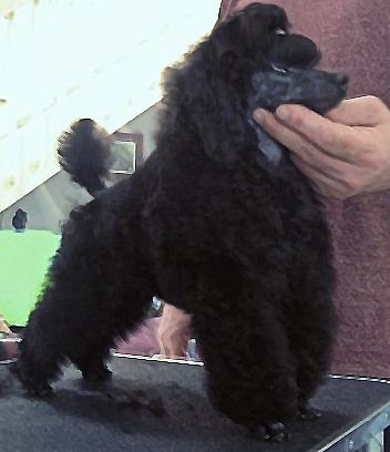 dalin toy poodles