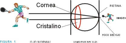 optica_ojo_normal.jpg.jpg (8172 bytes)