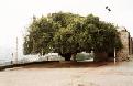The old oak tree - Derya