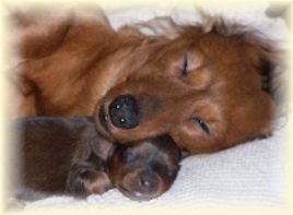 RachelPup01