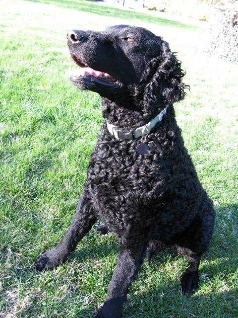 Simon2009