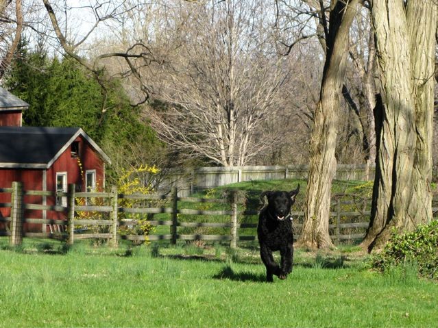 Simon2009