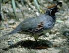 Male Gambel's quail