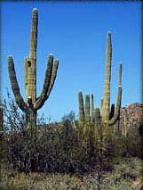 Source: DesertUSA.com website
