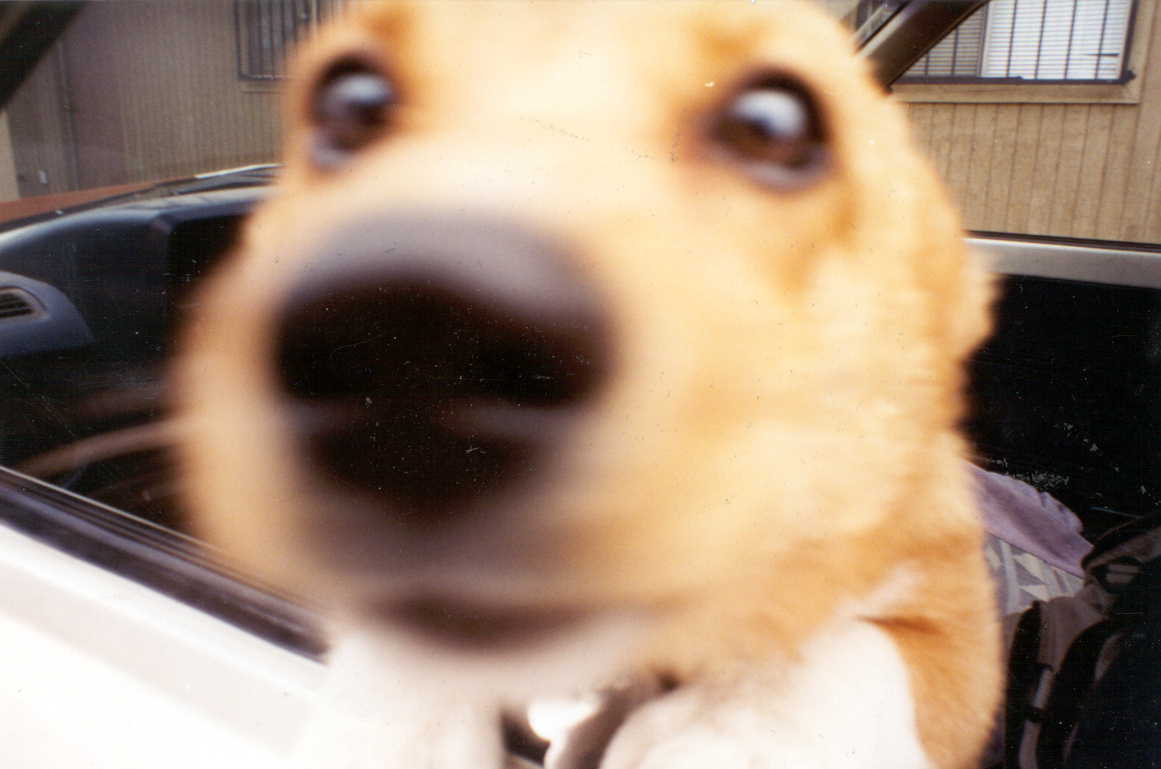 What's that you're holding? Let me sniff!.