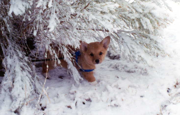 The start of my life as a sled dog.