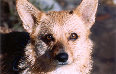 Foxy!