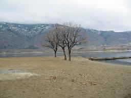 Community Beach Trees...no leaves yet!!