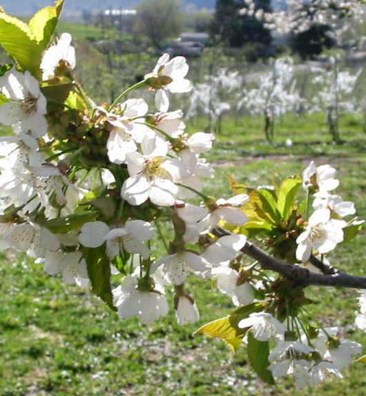 Cherry Blossoms...most people think the cherry blossoms are the pink ones, but the cherry are white and the deep pink are peach