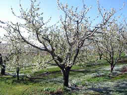 Cherry tree in bloom