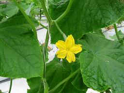 Cucumber Blossom