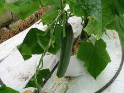 English Cucumber....just about ready!