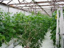 English Cucumber Vines