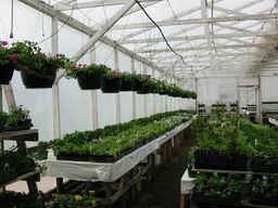 Plants & Flowers