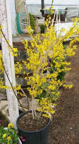 Forsythia bush out in bloom