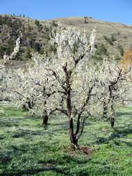 Trees in Ice - The irrigation for this orchard is from the top, so the trees were completely encased in ice.