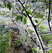 Branch of a small apple tree...blossoms are not quite open yet.