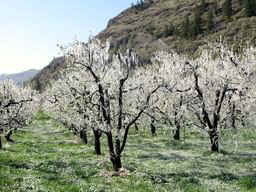 Picture of orchard encased in ice