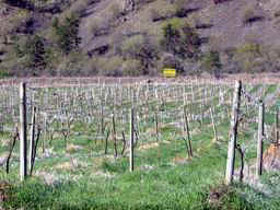 Ice Wine?