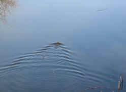Nope, just a muskrat!