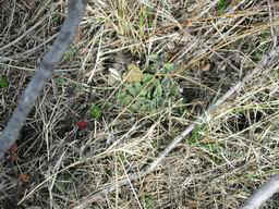 New Growth