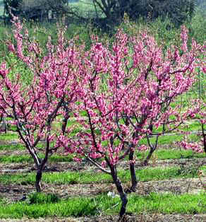 Peach Trees