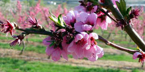 Peach Blossoms