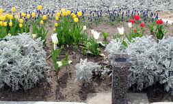 Tulip bed located near Gazebo